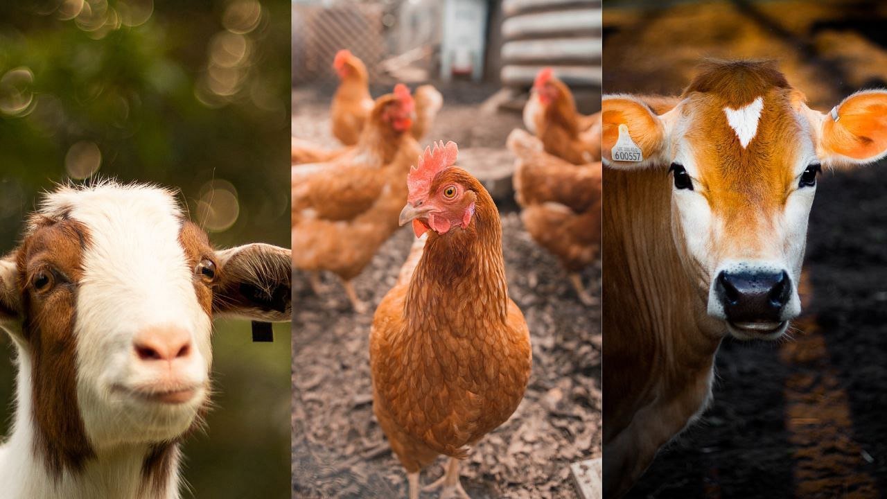 SBI Animal Husbandry Loan Scheme : गांव में रोजगार बनाने के लिए सरकार ने पशुपालन के लिए लोन योजना शुरू की है